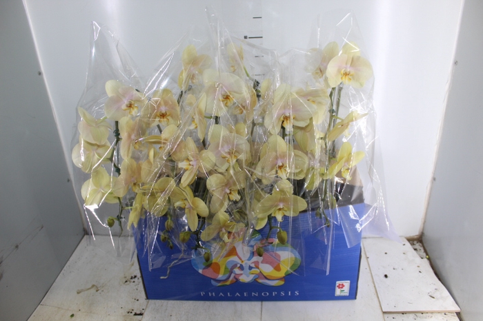 PHALAENOPSIS CASCATA ESPECIAL P15 AMARELO MIN 8 FLS