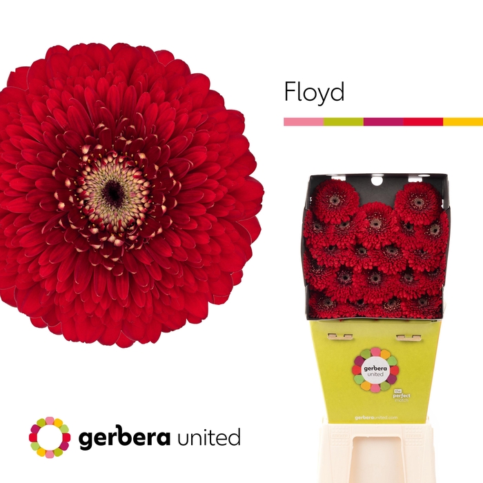 <h4>Germini Pomponi Floyd Diamond</h4>