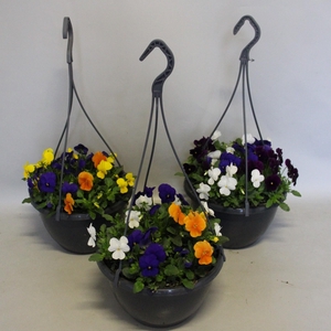 Hangpot 23 cm Viola cornuta gemengd in de pot divers