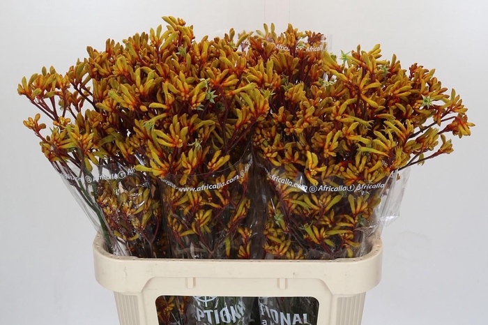 <h4>ANIGOZ GOLD FEVER</h4>