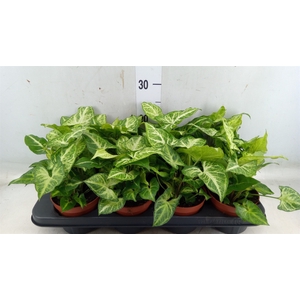 Syngonium  'Arrow'
