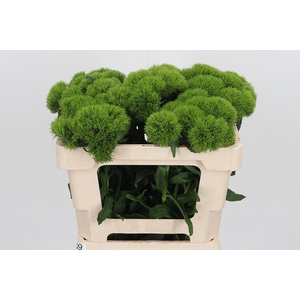 Dianthus Kiwi Mellow