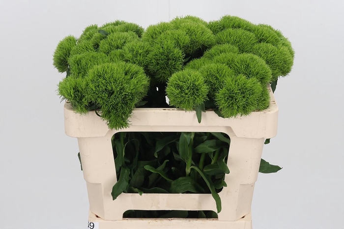 <h4>Dianthus Kiwi Mellow</h4>