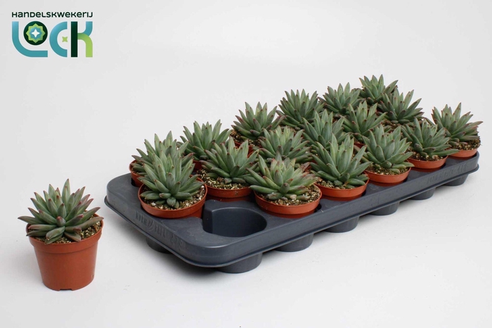 <h4>Echeveria Hookeri</h4>