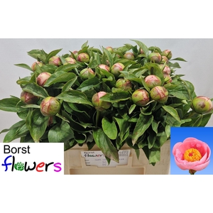 PAEO S SALMON SAUCER