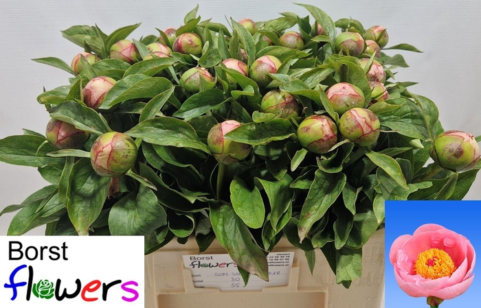 <h4>PAEO S SALMON SAUCER</h4>