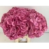 Hydrangea elbtal pink