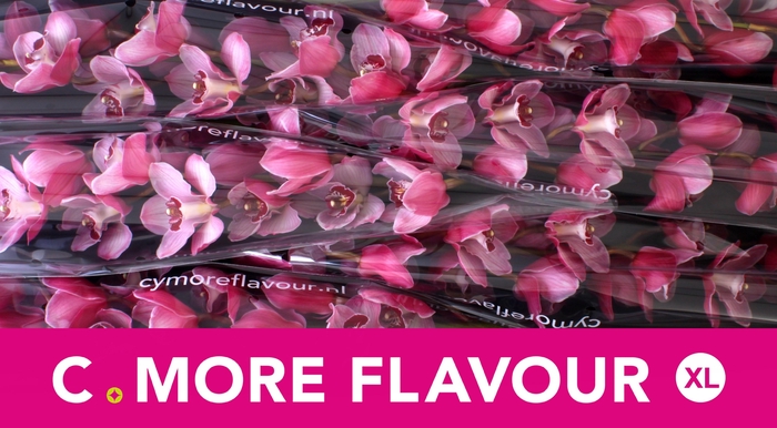 <h4>CYMB T HMS LAZISE</h4>