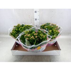 Kalanchoe blos.   ..rosebud mix/pot