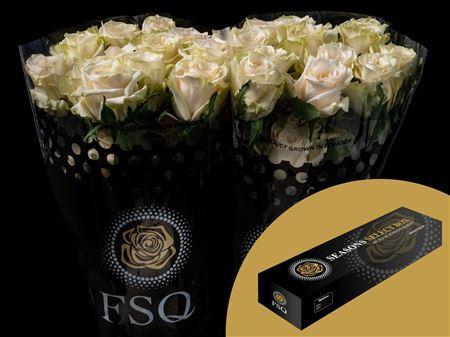 <h4>R Gr The Pearl Box</h4>