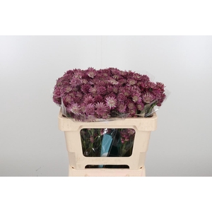 Astr Roma