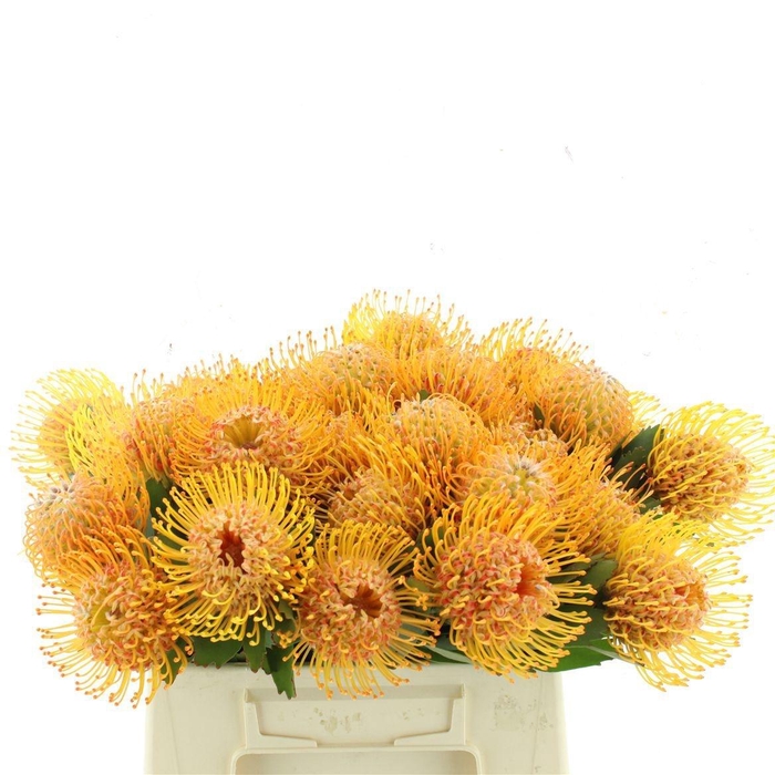 <h4>LEUCO SOLEIL</h4>