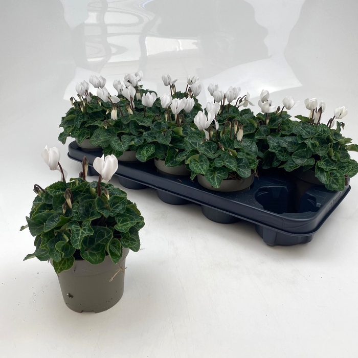 <h4>CYCL MD GARDEN</h4>