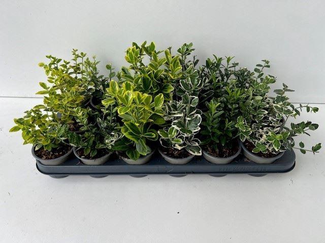 <h4>Euonymus</h4>