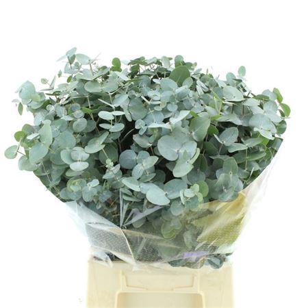 <h4>Euca Cinerea P Stem (10 Stems Per Bunch)</h4>