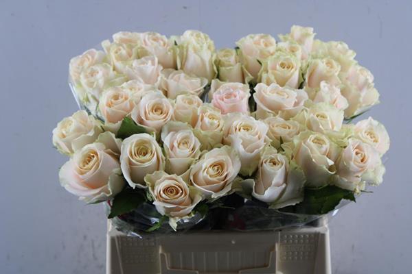 <h4>R Gr Charmant L 40</h4>