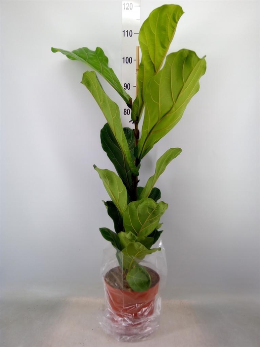 <h4>Ficus lyrata</h4>