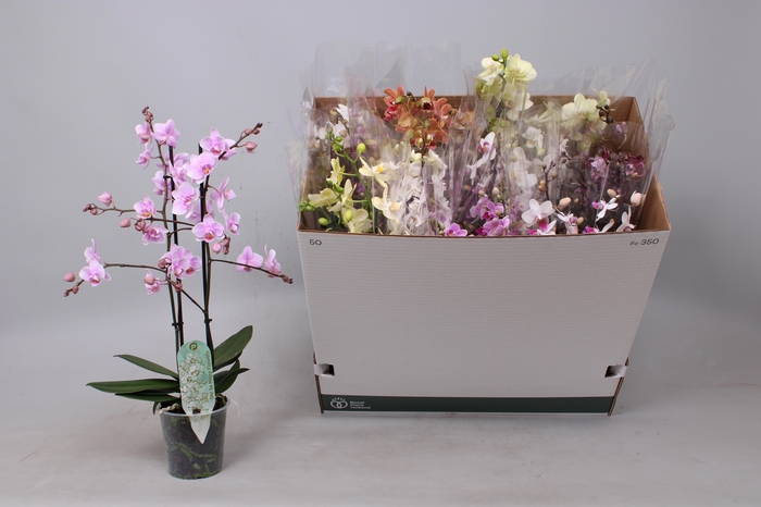 <h4>PHAL MF GEM 5 KL</h4>