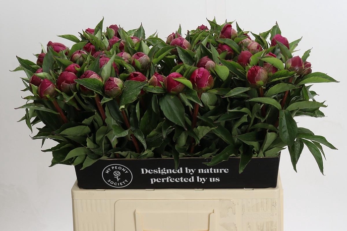 <h4>Paeonia White Cap</h4>