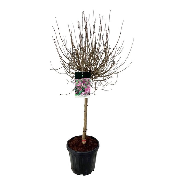 Syringa meyeri 'Palibin'