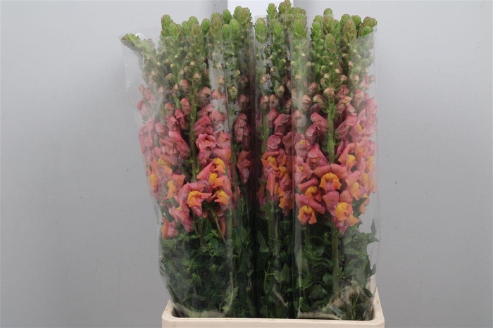 <h4>Antir It. Orange</h4>