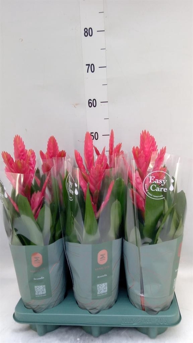 <h4>Vriesea   ...</h4>