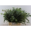 Euca Parvifolia Short 150gr P Bunch S A
