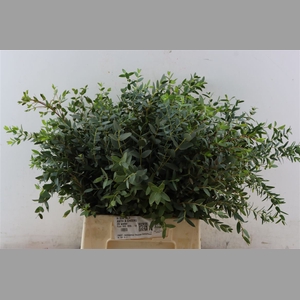 Euca Parvifolia Short 150gr P Bunch