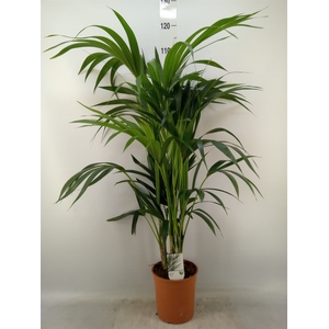 Howea forsteriana