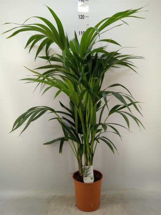 <h4>Howea forsteriana</h4>