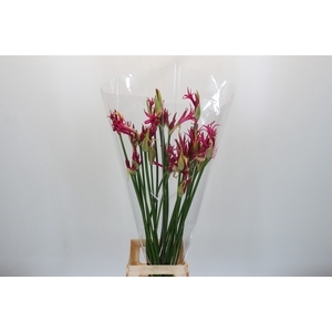 Nerine Katjana