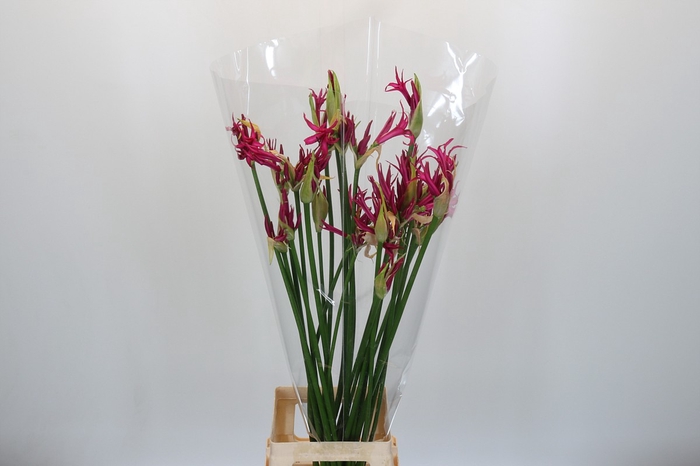<h4>Nerine Katjana</h4>