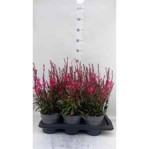 Gaura lindheimeri ...