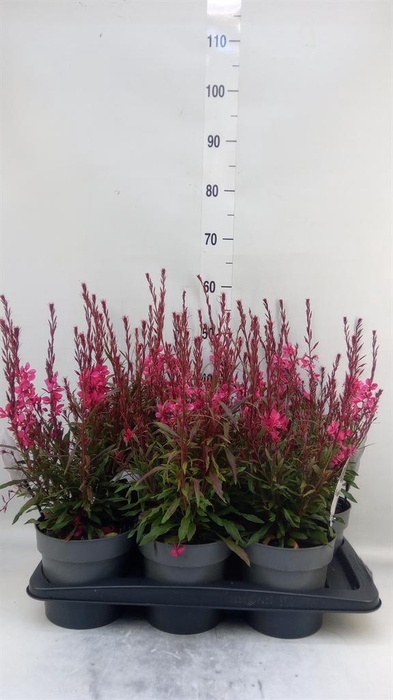 <h4>Gaura lindheimeri ...</h4>