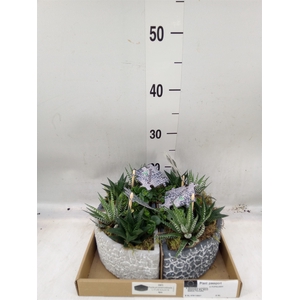 Arr.   Kamerplant Groen L%