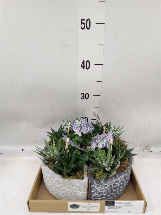 <h4>Arr.   Kamerplant Groen L%</h4>