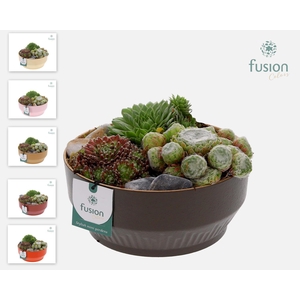 Kunststof schaal Medium met Sempervivium