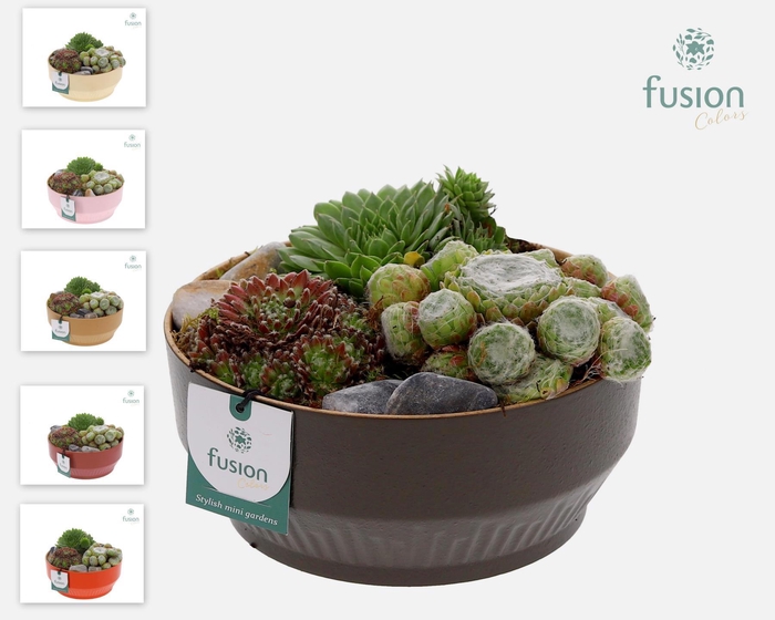 <h4>Kunststof schaal Medium met Sempervivium</h4>