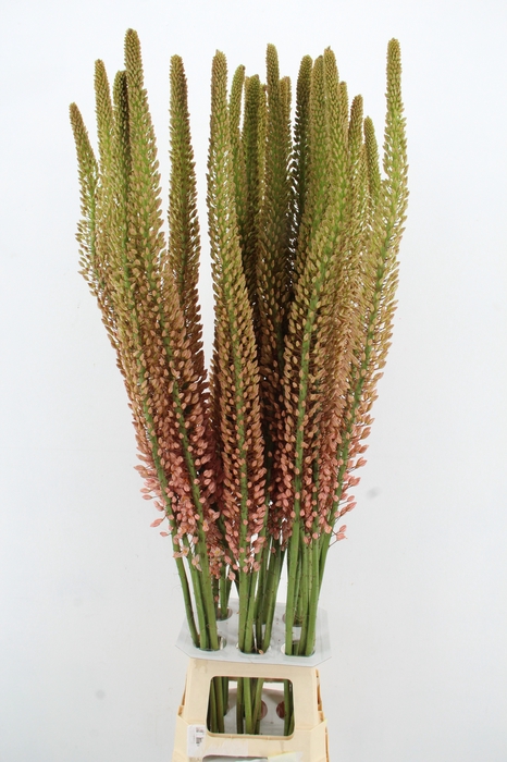 <h4>EREMURUS OASE</h4>
