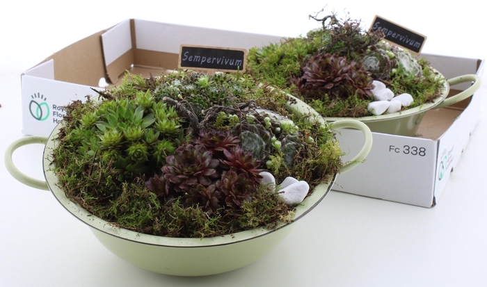 <h4>ARR SEMPERVIVUM</h4>