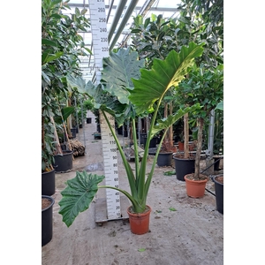 Alocasia Portodora toef XL 220