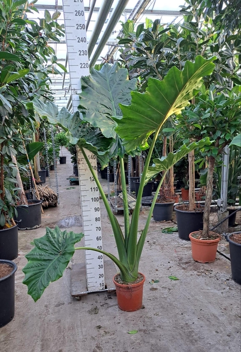 <h4>Alocasia Portodora toef XL 220</h4>