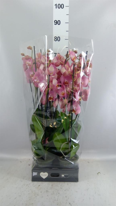 <h4>Phalaenopsis   ...</h4>