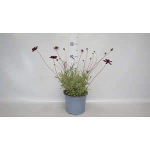 Cosmos atrosang.