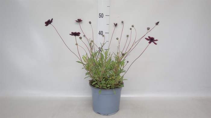<h4>Cosmos atrosang.</h4>