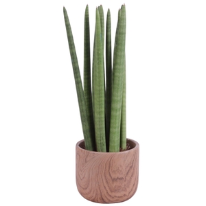 Sansevieria Cylindrica Straight 10 Leaf Ø14cm Ceramic NT565