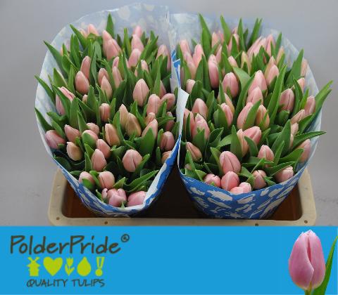 <h4>TU EN GABRIELLA</h4>