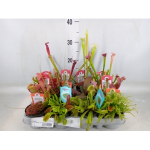 Vleesetende planten