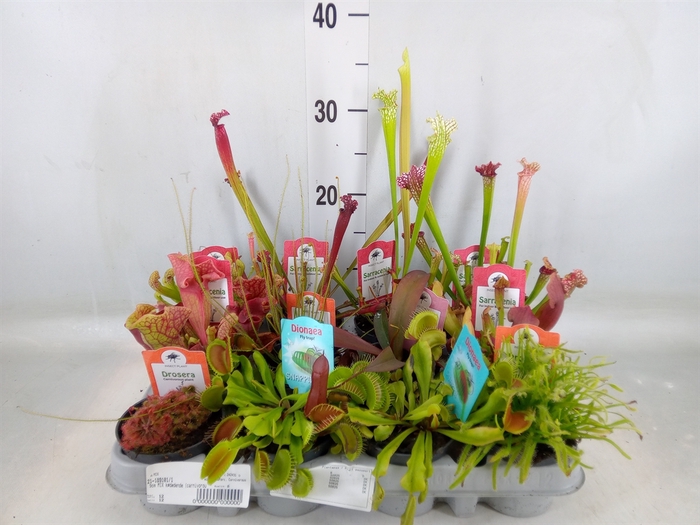 <h4>Vleesetende planten</h4>