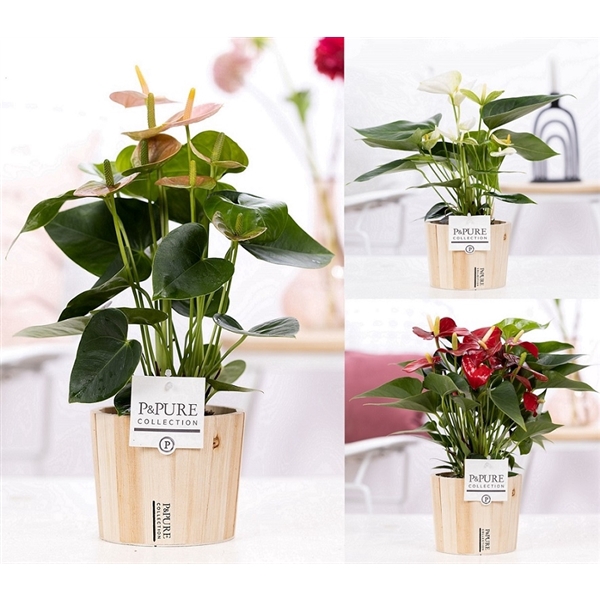 <h4>Anthurium mix in P&PURE Wood pot 5</h4>